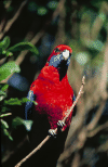 A nice, colorful bird near Mt Tambourine, Australia. It has a nice blue tail, read and blue wings and head, it's looking at you!