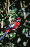 A nice, colorful bird near Mt Tambourine, Australia. It has a nice blue tail, read and blue wings and head.