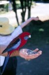 A nice, colorful bird near Mt Tambourine, Australia. It has a nice blue tail, read and blue wings and head, and it is eating in someone's hand