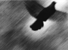 A bird, escaping from darkness to the light. Shot in Nice in 1992 (The picture, not the bird!)