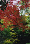 Autumn colors on Golden Temple's trees