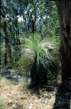 Strange plant near Mt Tambourine, Australia. It looks like a green brush on top of a dark cylinder, with green fading to black from top to bottom