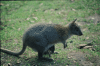 A closeup of a Wallaby mother with her son in her pocket